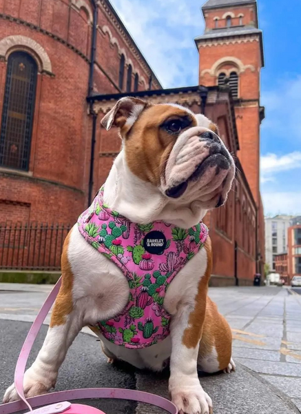 Adjustable Collar - Pretty Fly For A Cacti