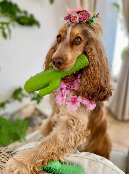 Adjustable Collar - Pretty Fly For A Cacti