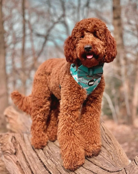 Adjustable Collar - Blue Lagoon