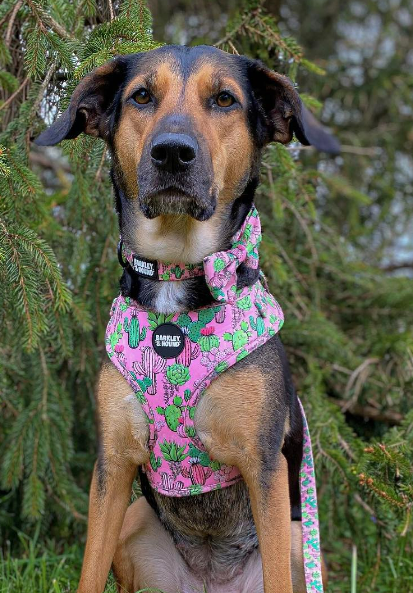 Adjustable Collar - Pretty Fly For A Cacti